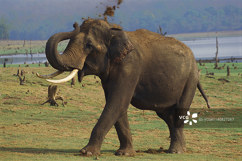 在森林里行走的印度大象，班迪普尔国家公园，Chamarajanagar，卡纳塔克邦，印度图片素材