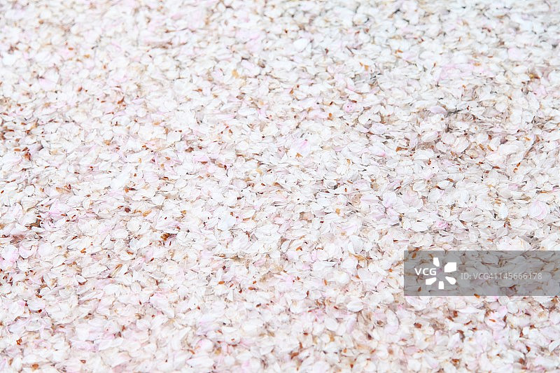 樱花的花瓣图片素材