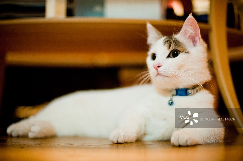 猫斑芒奇金小猫放松图片素材