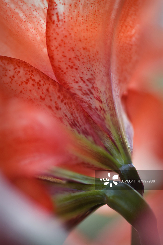两朵缠结的红色孤挺花，特写图片素材