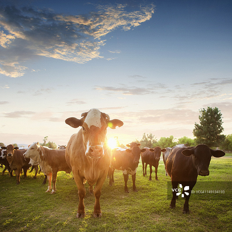 日落时的赫里福德牧场里的奶牛图片素材