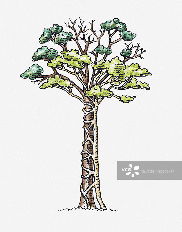附图:无花果附着在寄主树上，枝条围绕寄主树干形成网状结构图片素材