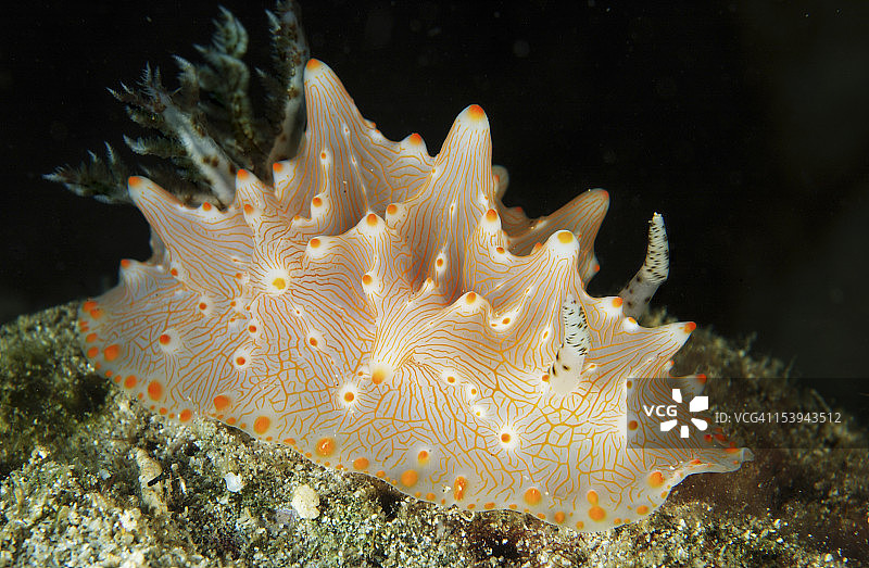 印度尼西亚北苏拉威西岛Lembeh海峡，八打鳗橙色斑点裸鳃海蛞蝓。图片素材