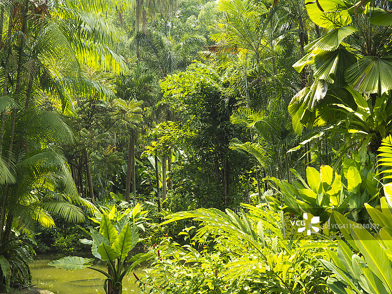 热带雨林内部，植物园，新加坡图片素材