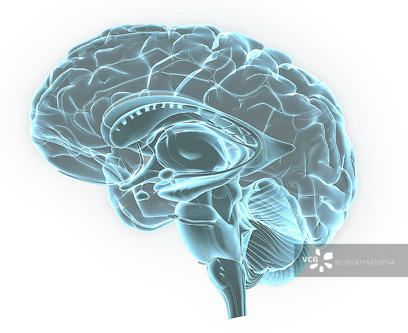 人脑解剖的蓝色x射线图像，人脑及其各部分的三维矢状面(侧视图、横切面)图片素材