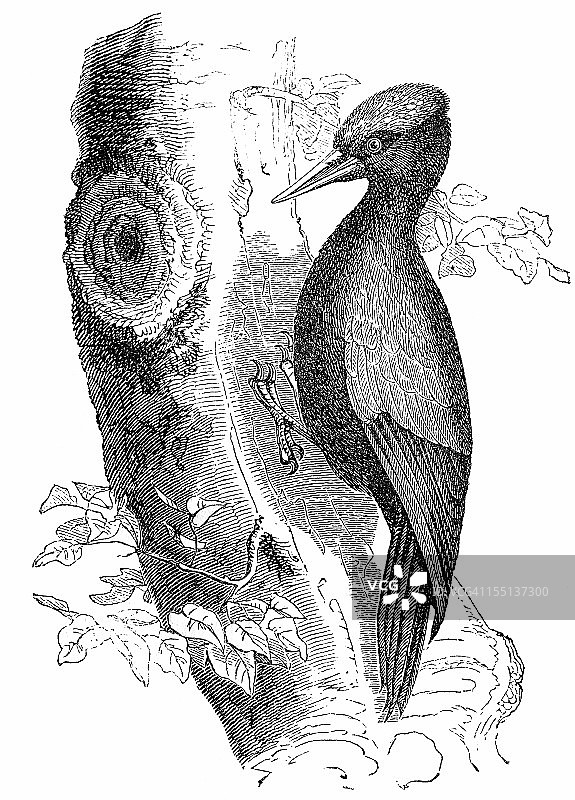 黑啄木鸟(森林鸟)图片素材