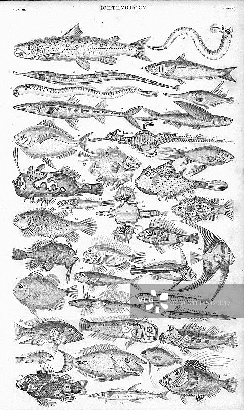 鱼老平版印刷从1852年图片素材