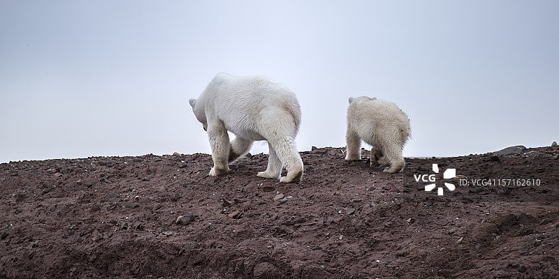 北极熊-妈妈和幼崽图片素材