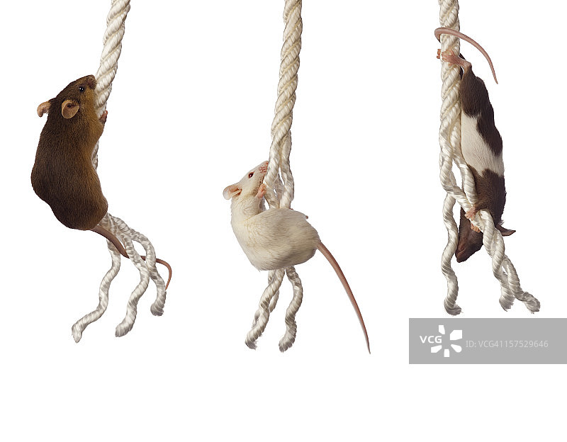 三只老鼠在绳子的两头图片素材