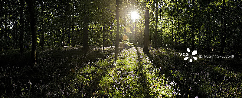 黎明的阳光通过田园诗般的荒野森林充满活力的夏季全景图片素材