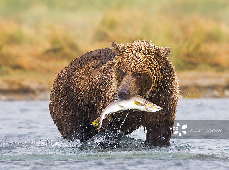 阿拉斯加棕熊图片素材