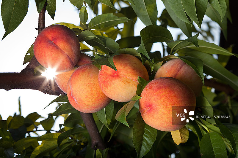 多汁的红桃子在树上成熟图片素材