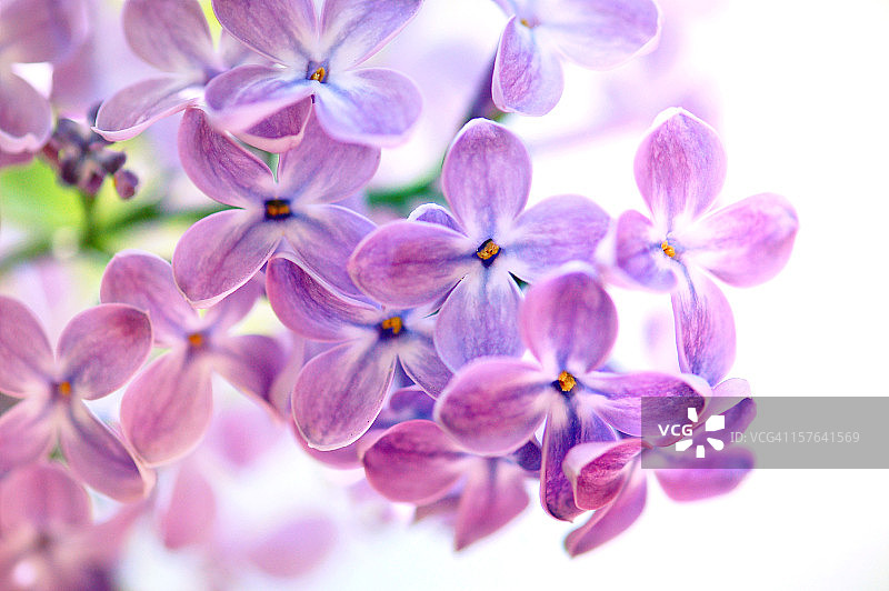孤紫丁香上有什么背景图片素材