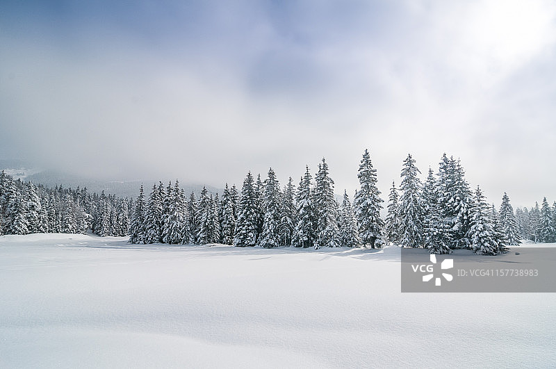 冬季景观与雪和树图片素材