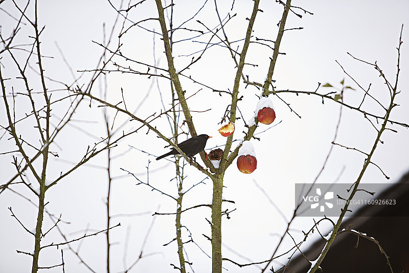 冬天吃苹果的黑鹂图片素材