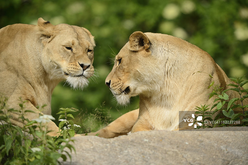 两只母狮子，Panthera leo，动物园，奥格斯堡，巴伐利亚，德国，欧洲图片素材