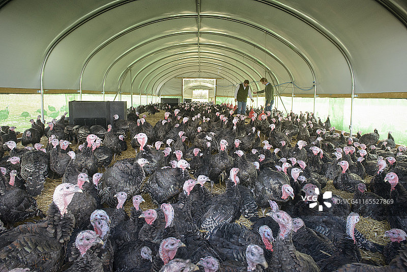 农场建筑内部与农民和火鸡在自由放养火鸡农场图片素材