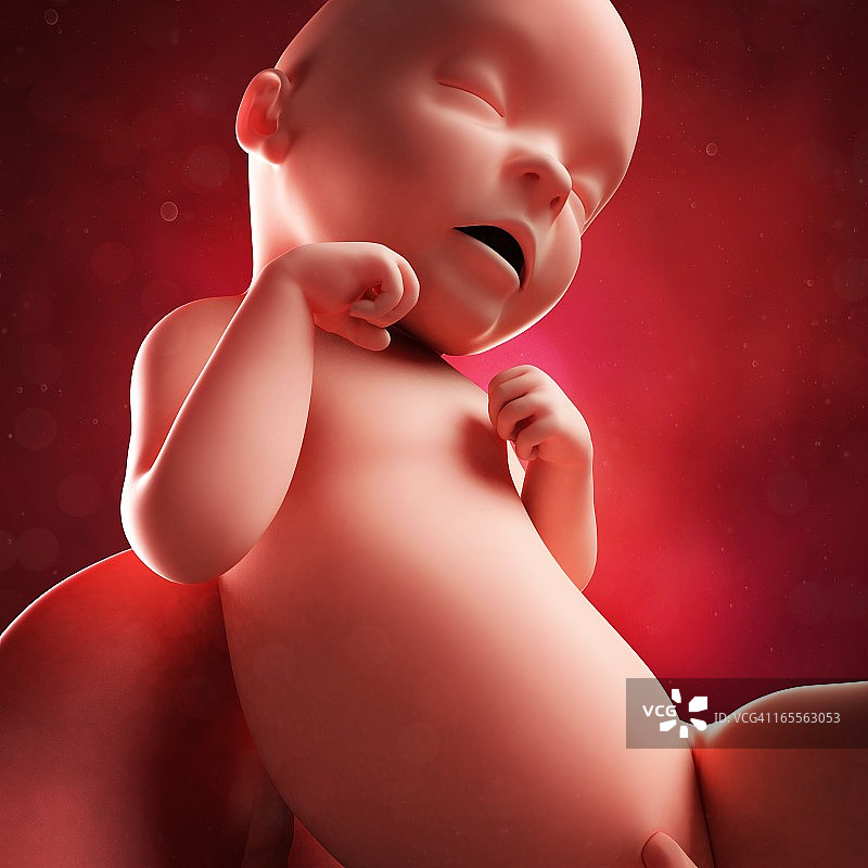 31周胎儿，图片图片素材