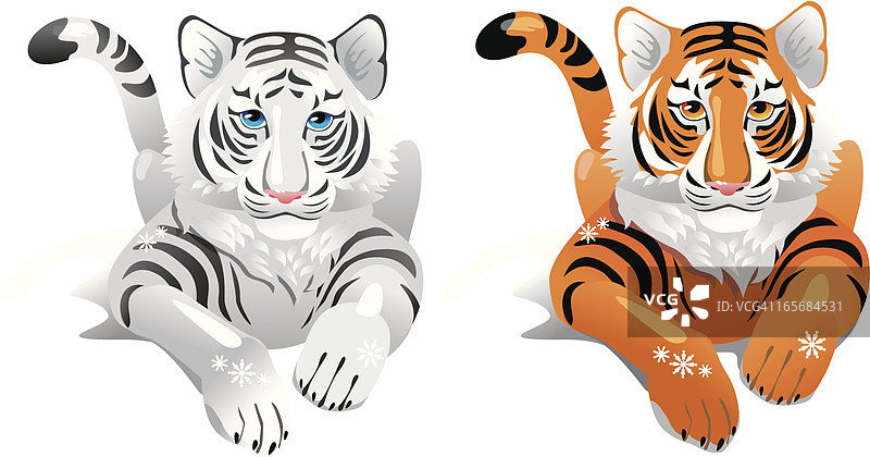 白色和橙色的老虎。图片素材