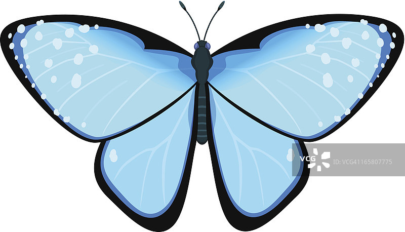 蓝色蝴蝶的矢量插图图片素材