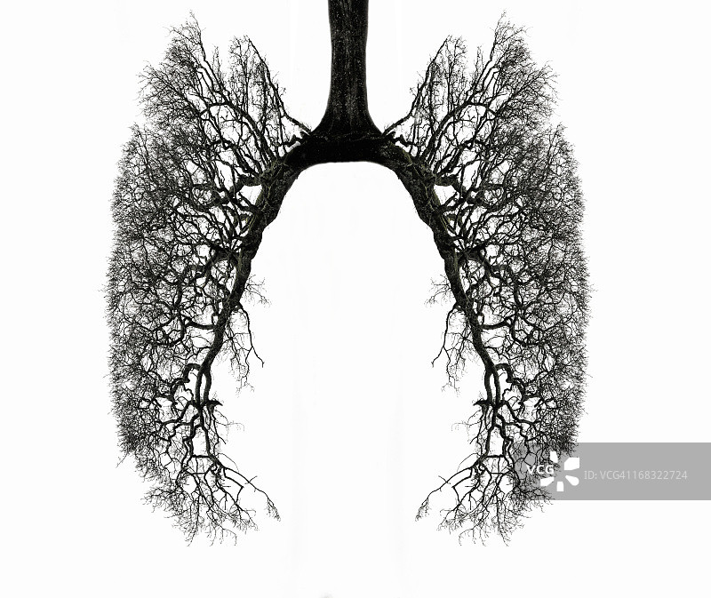 冬天树的树枝呈人肺的形状图片素材
