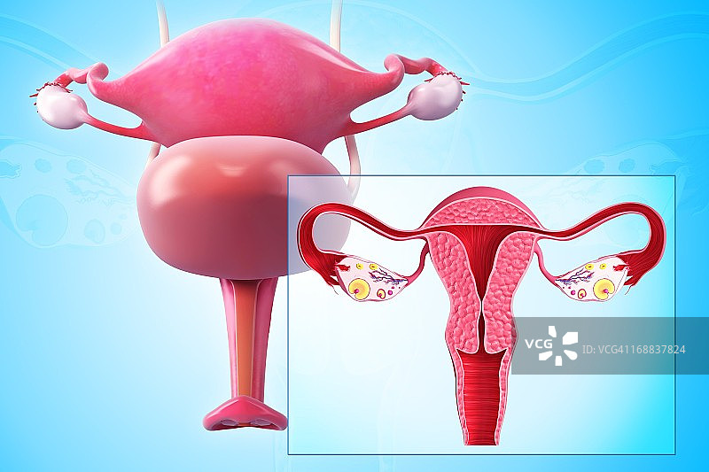 女性生殖系统，艺术品图片素材
