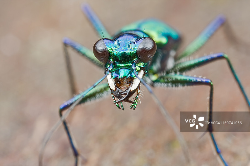 蓝绿色的虎甲虫图片素材