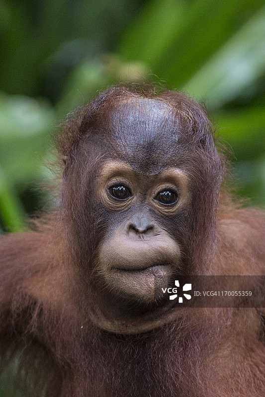 婆罗洲的猩猩的年轻人图片素材