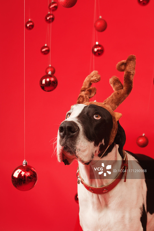 大丹宠物狗与麋鹿的鹿角和圣诞背景图片素材