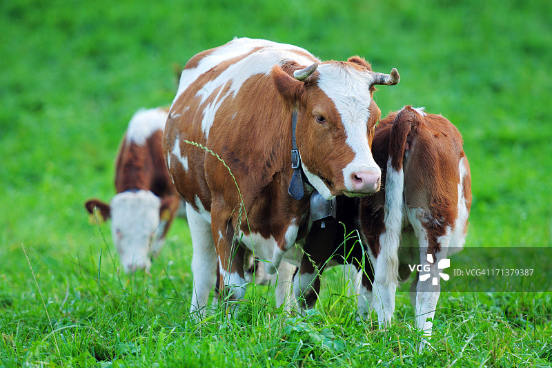 瑞士农场和奶牛- XLarge图片素材