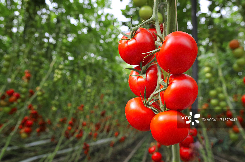番茄温室图片素材