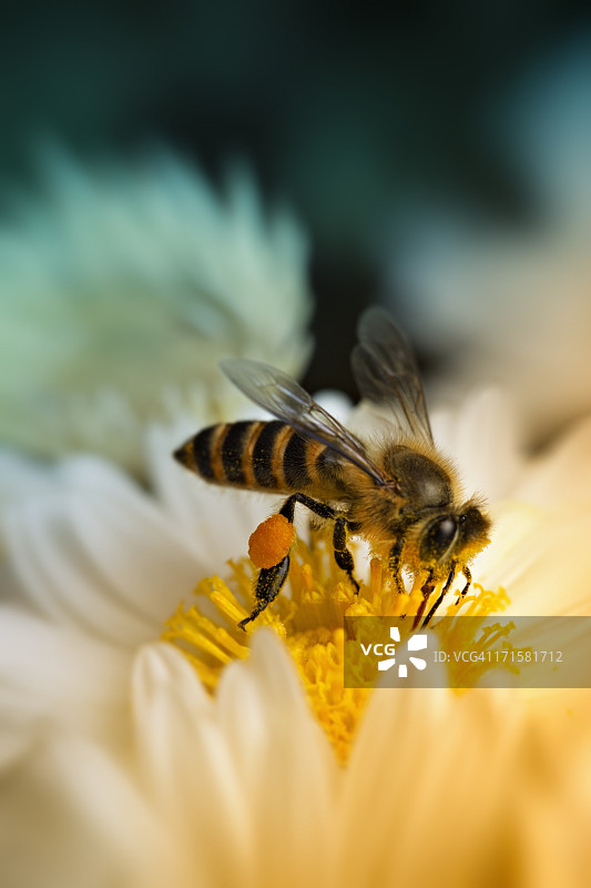 一只蜜蜂采集花蜜的特写镜头图片素材