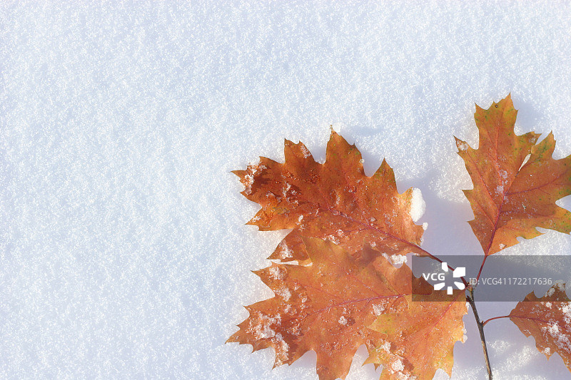 雪花上的秋叶图片素材