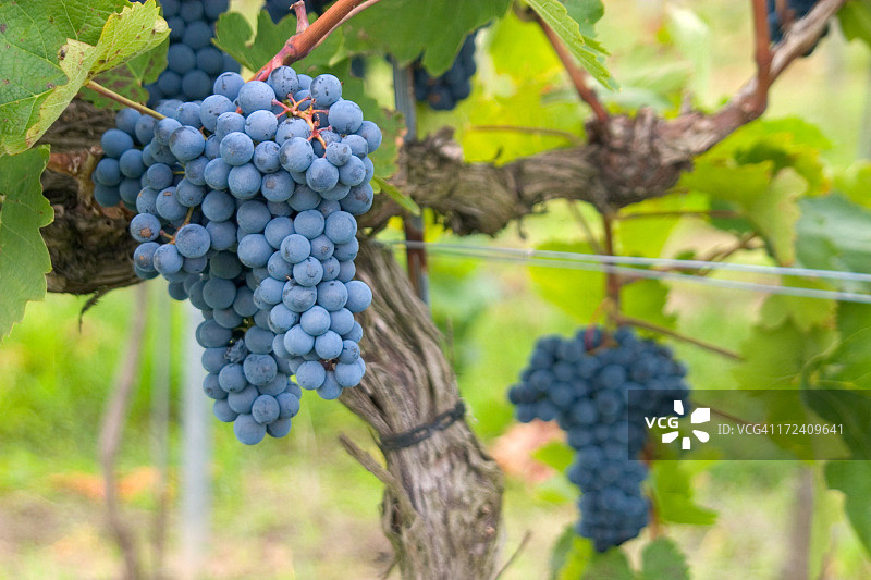 蓝葡萄葡萄园图片素材