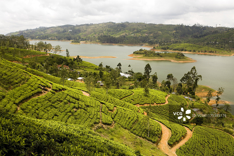 斯里兰卡的有机茶园图片素材