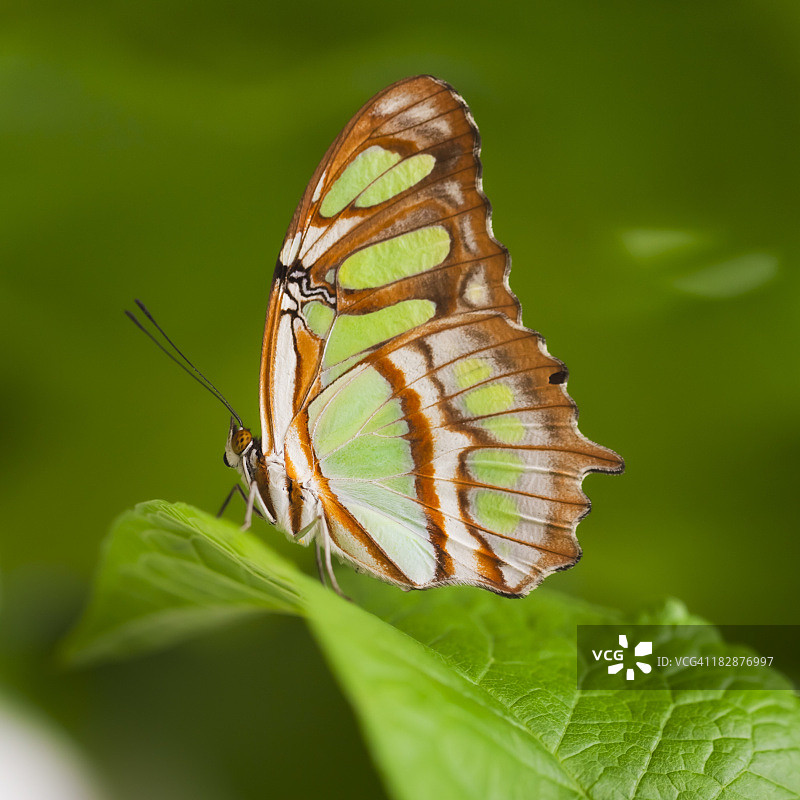 马拉希特蝴蝶 ， 西普罗埃塔石碑图片素材