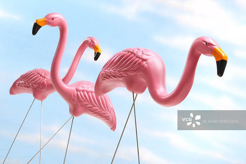 蓝天背景下的三只粉色草坪火烈鸟图片素材