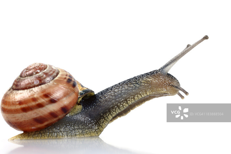 跳跃的蜗牛，孤立的白色图片素材
