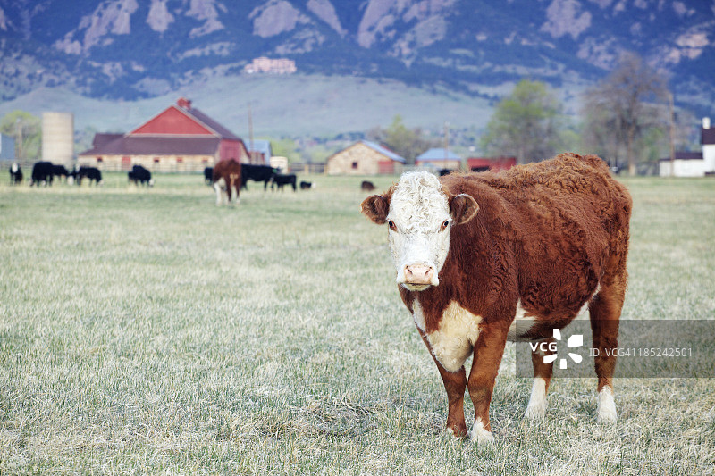 大的棕色和白色的奶牛在田野和红色的谷仓图片素材
