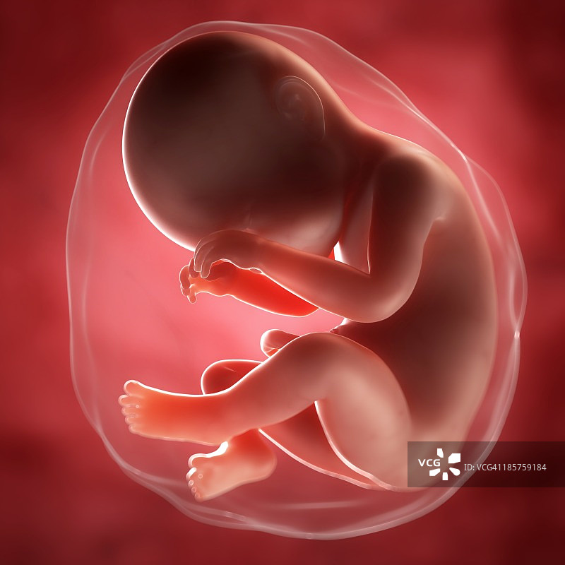 38周胎儿，图片图片素材