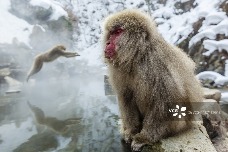 在温泉里洗澡的雪猴图片素材