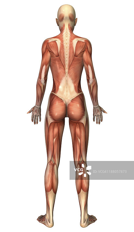 女性肌肉系统，后视图。图片素材