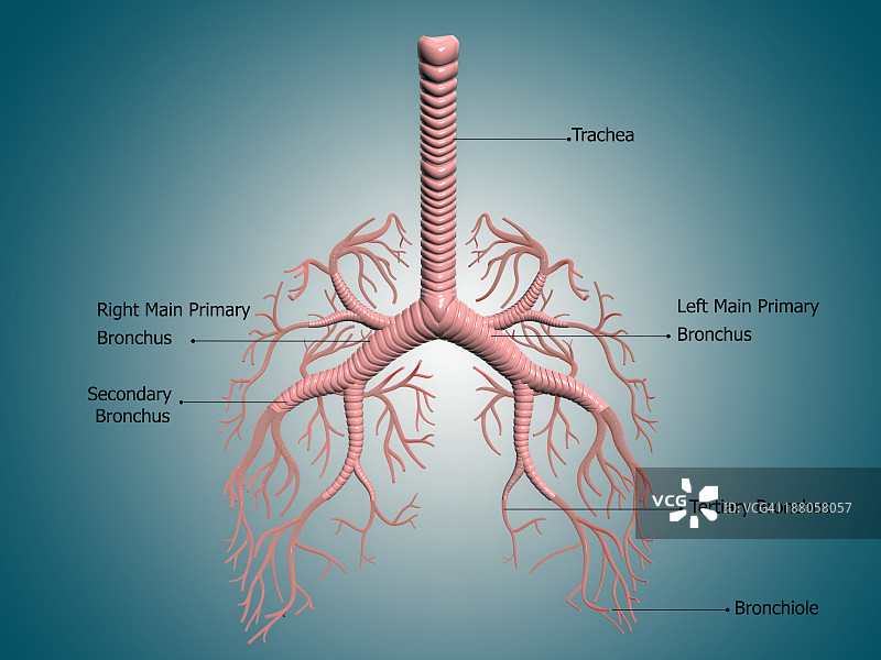 显示支气管和支气管结构的数字插图。这些通道将空气送入肺部，将二氧化碳排出体外图片素材