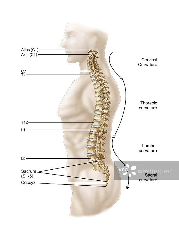 人体脊柱解剖，左外侧视图。图片素材