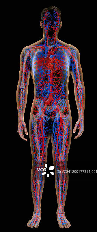 血管系统增强的人(数字合成)图片素材