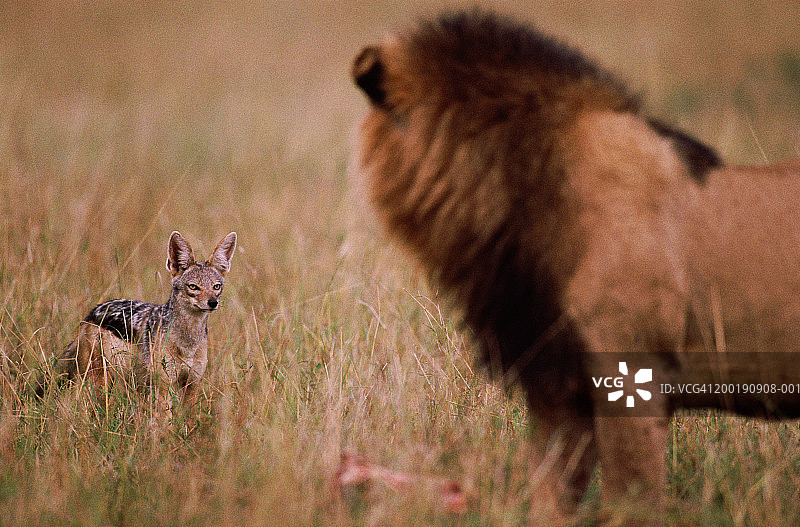 草原上的黑背豺狼正在接近正在进食的狮子图片素材
