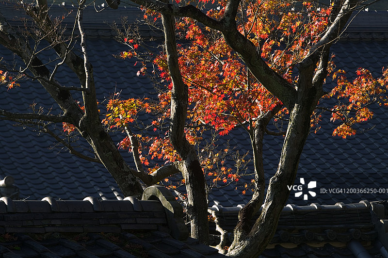 日本本州京都寺庙的枫木和瓦屋顶图片素材