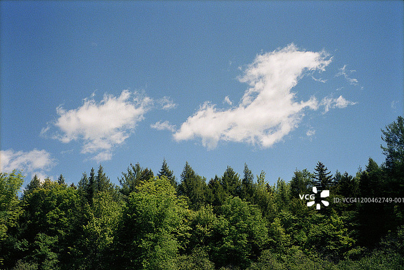 云在森林之上，低角度观看图片素材