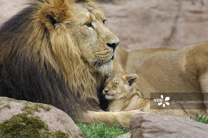 狮子与幼狮(印度狮子/波斯狮子)图片素材