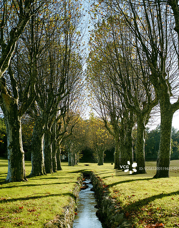 法国，普罗旺斯，南莱斯的痛苦，小溪流过树木图片素材
